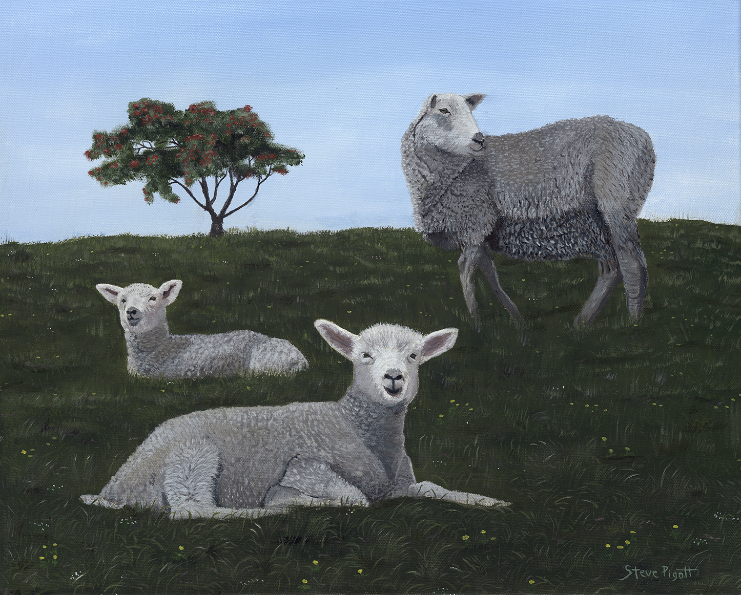 SHEEP AT MARTINS BAY © Steve Pigott 2022